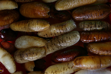 Sea cucumbers at a local farmers market