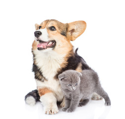 Corgi puppy and tiny kitten. Isolated on white background