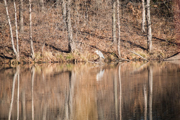Loon on the lake