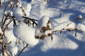 Dry grass under the snow. Winter, snow, Christmas or New Year. Abstract background, soft focus