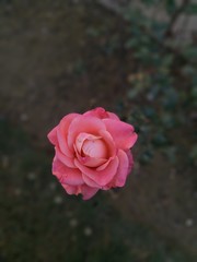 Pi k rose ^itb blurr background