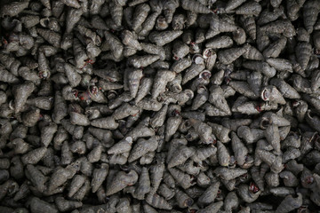 Black periwinkles at a local fish market