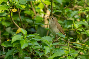 Obraz premium Common Nightingale / Luscinia megarhynchos