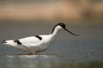 Pied Avocet (Recurvirostra avosetta)