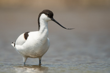 Pied Avocet (Recurvirostra avosetta)