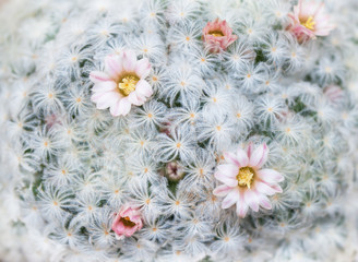 Mammillaria plumosa