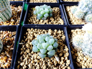 top view of group of cactus succulent in a pot