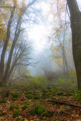 Nebel im Wald