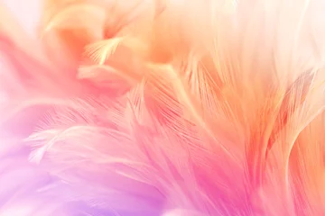 Fototapeten Pastel colored of chicken feathers in soft and blur style for the background © jintana