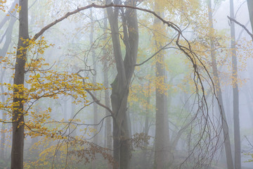 Nebel im Wald