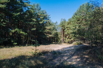 Fototapeta na wymiar Autumn in the pine forest. Morning walk in the wonderful forest.