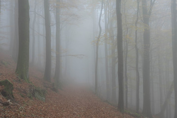 Nebel im Wald