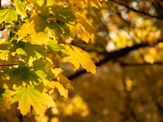 Fototapeta premium Close up view on yellow and green leaves in autumn forest with bokeh effect. Colorful nature background. Golden and white bokeh. Yellow leaves on branch. Blurred background. Selective soft focus