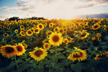 Sunflower field at sunset.