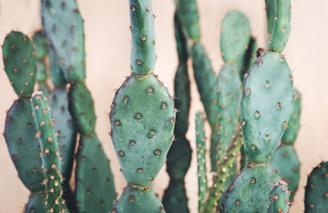 Closeup of cactus braches, shallow focus