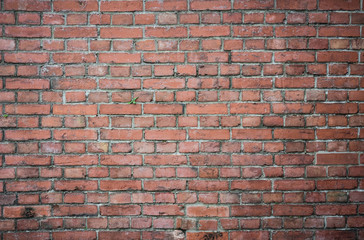 green small tree on old grunge red brick wall texture background with vignetted at the corners, vintage effect
