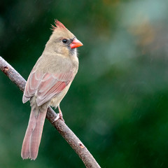 Female Northern Cardinal