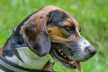 Portrait eines Beagles