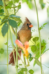 Female Northern Cardinal