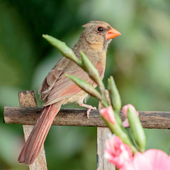 Female Northern Cardinal