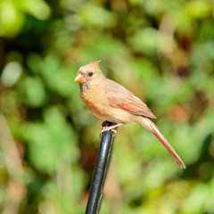 Female Northern Cardinal