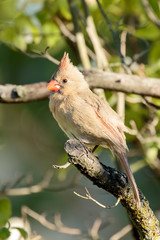 Naklejka premium Female Northern Cardinal