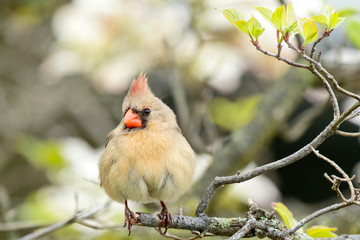 Female Northern Cardinal