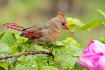 Female Northern Cardinal