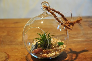 Small round terrarium with sand, shells, and air plant