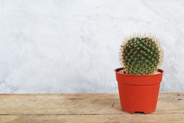 cactus succulent in flower pot on wooden background