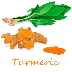 Turmeric (Curcuma longa Linn) powder and root on white background vector illustration.