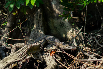 Manglar Tecolutla