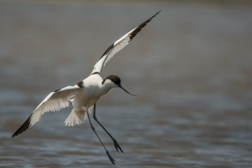 Pied Avocet (Recurvirostra avosetta)