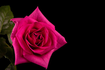 Pink rose isolated on Black Background
