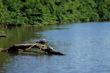 Manglar Tecolutla