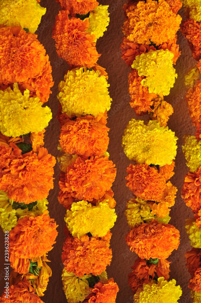 Wall mural long strands of orange and yellow marigolds closeup