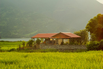 Fototapeta premium house with a red roof in bright green rice fields against a lake and wooded mountains