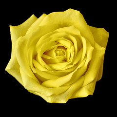 yellow rose flower isolated on a black background. Closeup. Nature.