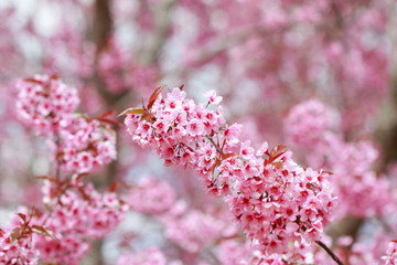 Wild Himalayan Cherry Blossoms in spring season (Prunus cerasoides), Sakura in Thailand, selective focus, Phu Lom Lo, Loei, Thailand.