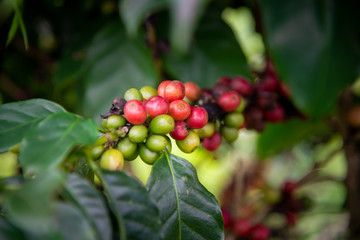 Coffee tree and coffee bean