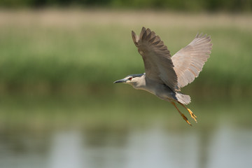 Black-crowned Night-Heron / Nycticorax nycticorax