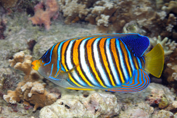 Fototapeta na wymiar Regal Angelfish, Pygoplites diacanthus, swimming over coral reef
