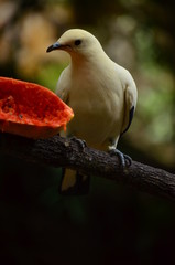 bird of prey