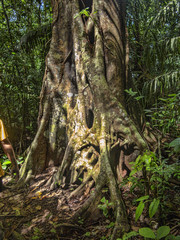 Mighty plate-like roots of forest trees, Amazon, Peru