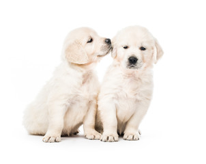 Two golden retriever puppies together isolated