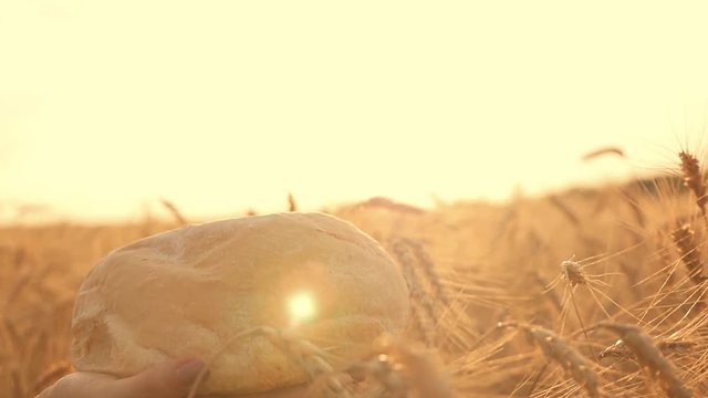 Close-up of female hands with white hot bread at sunset against a background of wheat field. Spikelets of wheat at sunset and fresh bread