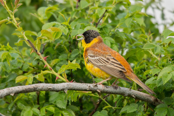 Black-headed Bunting / Granativora melanocephala