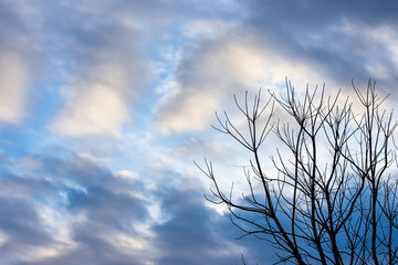 The beauty of the sky with clouds and tree.