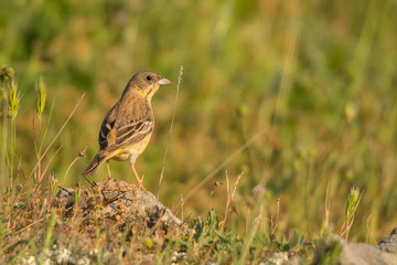 Black-headed Bunting / Granativora melanocephala