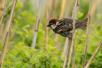 Spanish Sparrow / Passer hispaniolensis